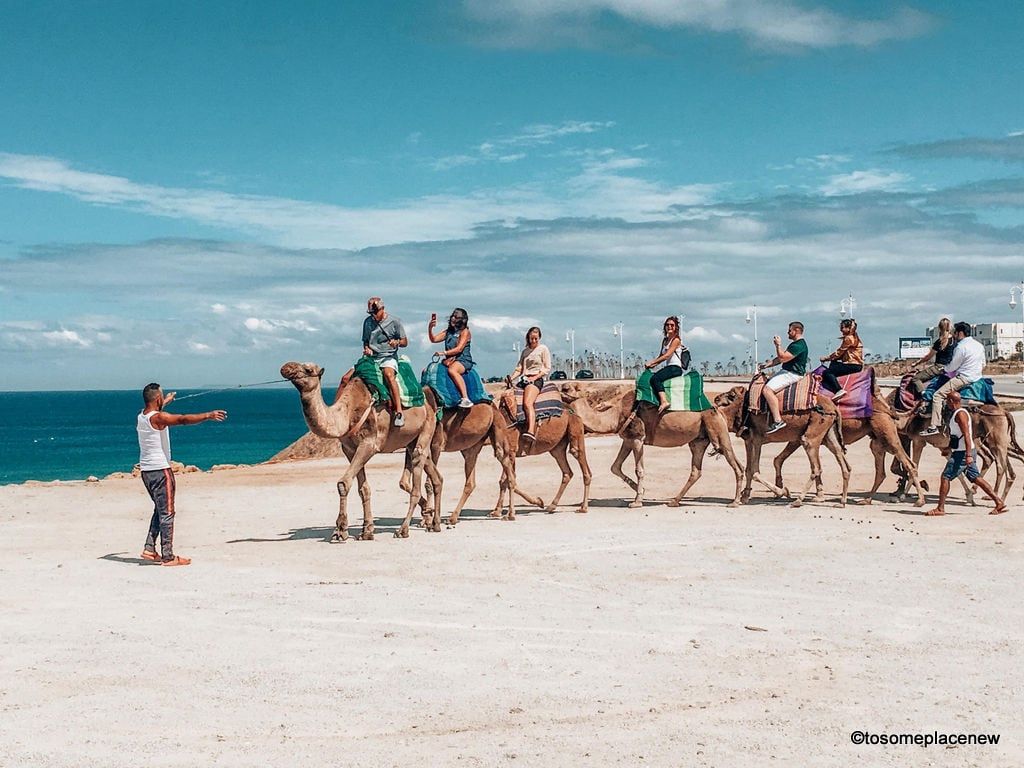 دور الإبل في السياحة البيئية: تجارب سياحية مميزة تعتمد على الإبل