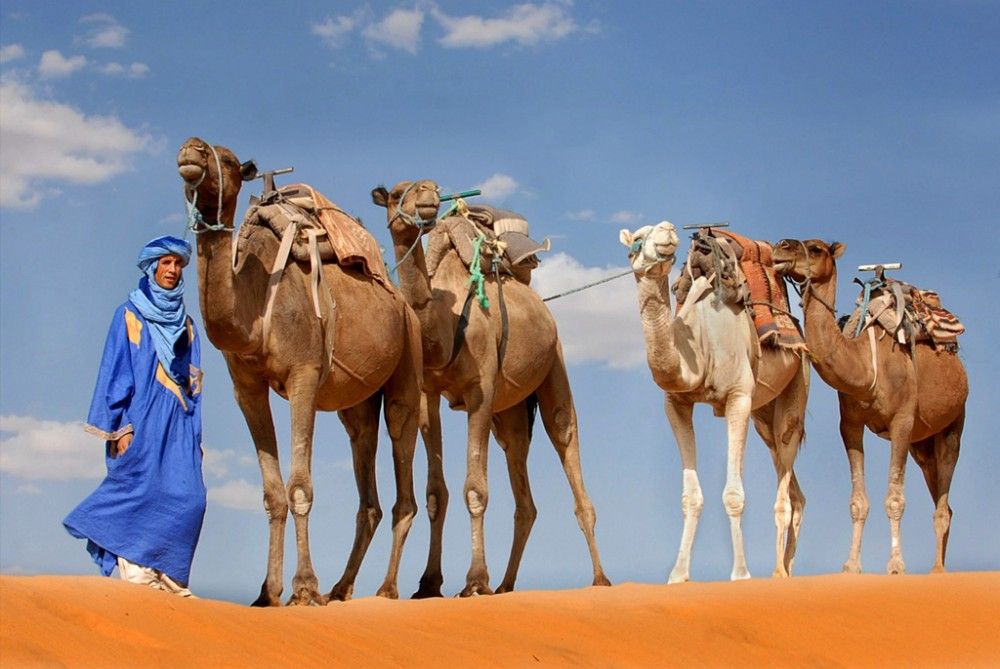 أغرب الحقائق عن الإبل: أشياء قد لا تعرفها عن هذا الكائن المدهش