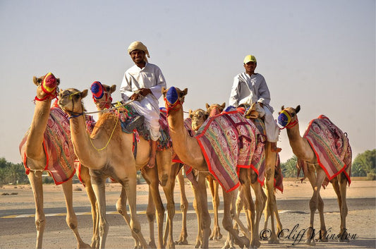 الإبل والوفاء: قصص حقيقية تُثبت أن الجمل لا ينسى المعروف