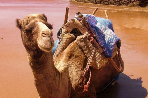 أغرب الحقــائق عن الإبــل