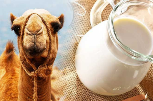 حليب الإبل: الـذهب الأبيض الذي لا يُقدّر بثمن
