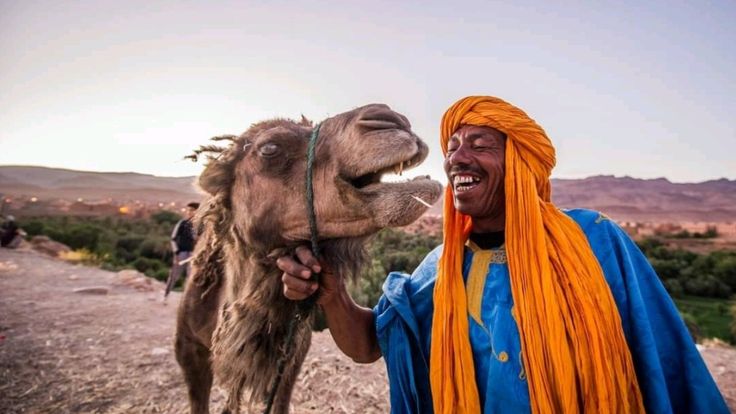 الإبل والاستجابة العاطفية: هل تشعر بنا حقًا؟