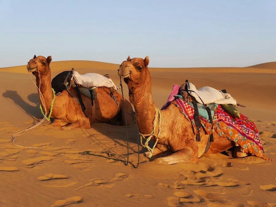 الإبل والطب النفسي: هل يمكن أن تساعد البشر على التخلص من التوتر؟