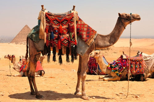 سفينة الصحراء وعلاجها السحري