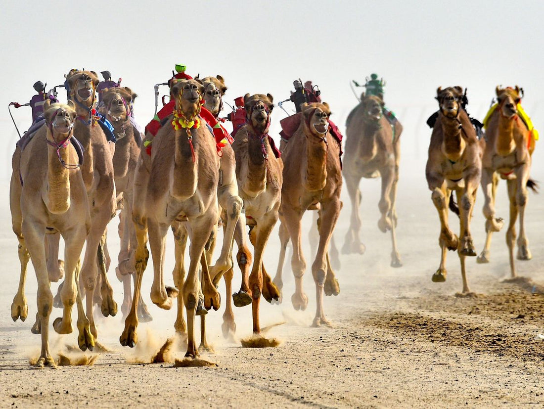 الإبل والسرعة: هل يمكن أن تنافس الخيول في السباق؟