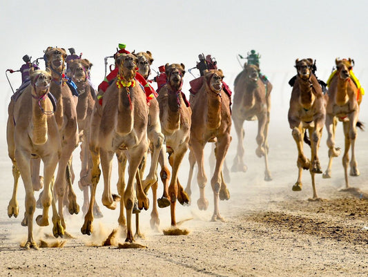 الإبل والسرعة: هل يمكن أن تنافس الخيول في السباق؟