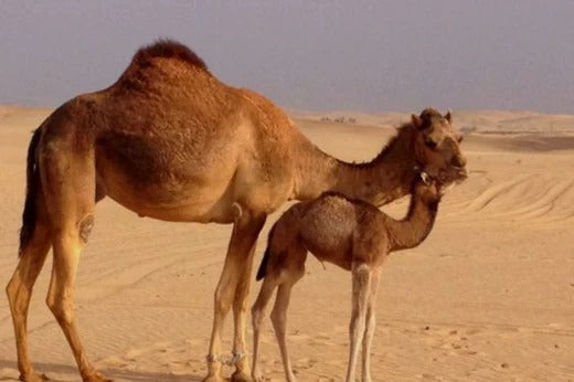 فــوائد سنــام الجمـل