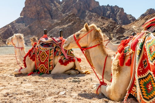 دور الجمل في الأعراس الصحراوية: رمز الفخر والتراث