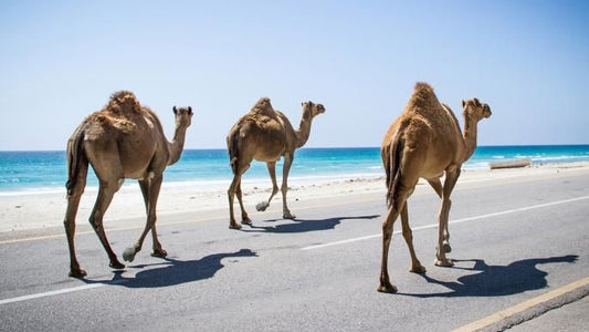 الإبل كحراس للصحراء: دورها في التوازن البيئي ومكافحة التصحر